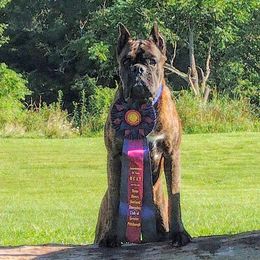Judge - Boxer