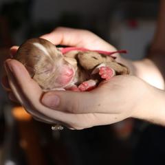 Aussiedoodle and Australian Mountain Doodle Puppies from Farmstead Doodles