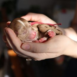 Aussiedoodle and Australian Mountain Doodle Puppies from Farmstead Doodles