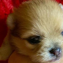 Twinkie (Girl) - Beaver Pomeranian puppy in Gilmer, Texas from Fairchild Fancy Pomeranians and Coachella Pomeranians