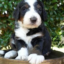 Drift - Tri-color male Bernedoodle puppy in Folsom, Louisiana from DoodlesFarmCo