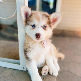 Melody - Merle female Pomsky puppy in Cleveland, Ohio from Lake Point Pomskies