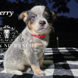 Cherry - Blue male Australian Cattle Dog puppy in Silsbee, Texas from Rockin ND Ranch