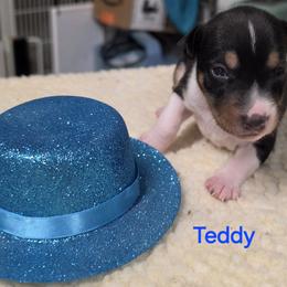 Teddy - Black tan and white male Rat Terrier puppy in Divide, Colorado from Outlaw Farm and Kennel