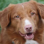 Nova Scotia Duck Tolling Retrievers from Neff Tollers