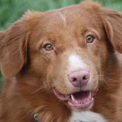 Nova Scotia Duck Tolling Retrievers from Neff Tollers