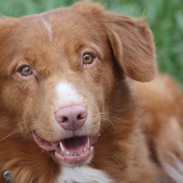 Nova Scotia Duck Tolling Retrievers from Neff Tollers