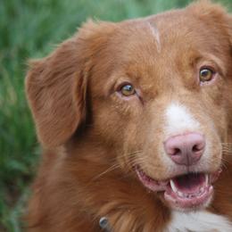 Nova Scotia Duck Tolling Retrievers from Neff Tollers