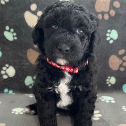Red - Black and white female Sheepadoodle puppy in Archer, Florida from Gainesville Sheepadoodles