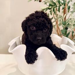 Mary - Parti female Labradoodle puppy in Bruceton Mills, West Virginia from Adonai Ra'ah Farms