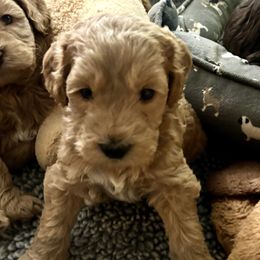 Houston - Cream male Australian Labradoodle puppy in Austin, Texas from AussieTex Labradoodles
