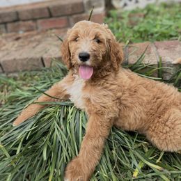 Willow - Apricot female Goldendoodle puppy in Bogue Chitto, Mississippi from Valentine Kennels