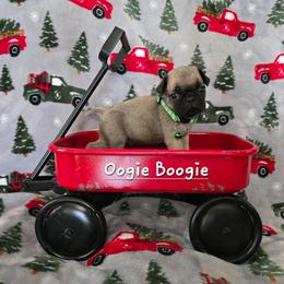 Oogie Boogie - Fawn male Pug puppy in Greenville, North Carolina from Happy Pugs & Huskies