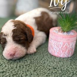 Ivy-orange collar - Mahogany and white female Saint Berdoodle puppy in Paw Paw, Michigan from ProAct Canines