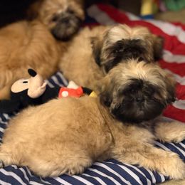 Shih Tzu Puppies from Shih-tzu Dynasty