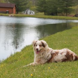 Gracie - Australian Shepherd