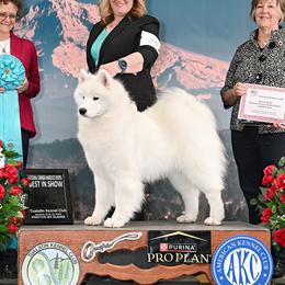 Maeve - Samoyed