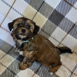Mia - Brindle female Shorkie puppy in Willowsprings, Missouri from Real life Teddybears