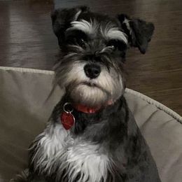 Miniature Schnauzers from Simplicity Schnauzers