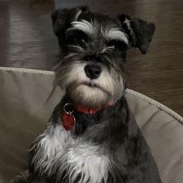 Miniature Schnauzers from Simplicity Schnauzers