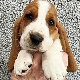 Heath (light blue) - Brown black and white male Basset Hound puppy in Kingsport, Tennessee from Bear’s Bassets