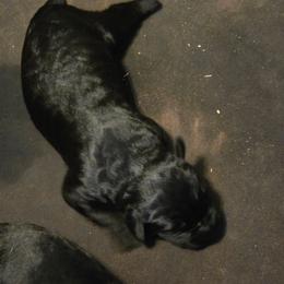 Flynn - Black male Giant Schnauzer puppy in Bessemer, Alabama from The Copper Cottage Canines