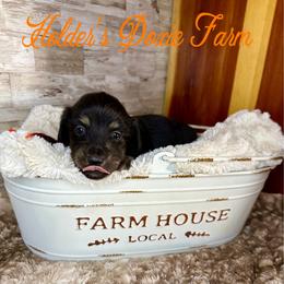 Barkley 1650 - Black and cream male Dachshund puppy in Atwood, Oklahoma from Holder’s Doxie Farm