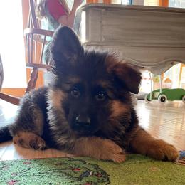 German Shepherd Puppies from Silver Knight Shepherds