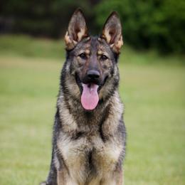 Xara - German Shepherd