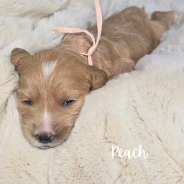 PEACH - Apricot female Goldendoodle puppy in Sugar Land, Texas from Sugar Doodles