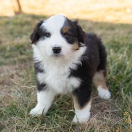 Holly - Black tri-color female Australian Shepherd puppy in Red Bud, Illinois from Authentic Aussies