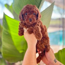 Daphne (Pink) - Apricot female Poodle puppy in Calimesa, California from Teakwood Poodles of SoCal