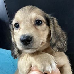 Jimbo Boy 1 - Cream male Dachshund puppy in Bigfork, Minnesota from Dachshunds Up North