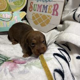 He is wire hair Yellow collar - Red male Dachshund puppy in Pleasant Plains, Arkansas from JGBs Dachshunds