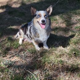 Roxie - Pembroke Welsh Corgi