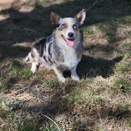Roxie - Pembroke Welsh Corgi