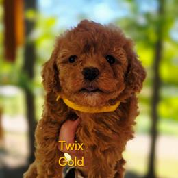Girl 5 - Red female Cavapoo puppy in Lincolnton, North Carolina from Cuddable Pups