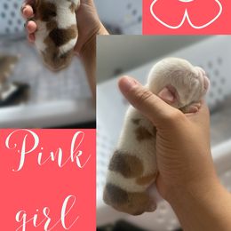 Bulldog Puppies from Villaobos kennels LLC