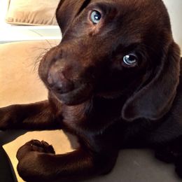 Labrador Retrievers from Cindy's Labrador Retrievers