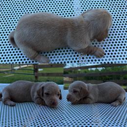 Clover - Red male Dachshund puppy in Pollok, Texas from Magnolia Kennels