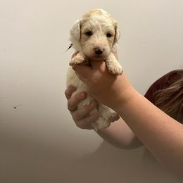 Dark Purple girl - White Sheepadoodle puppy in Agency, Missouri from Millies Legacy Farm