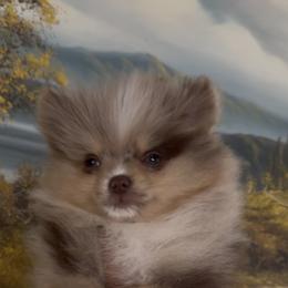 Mr sexy - Chocolate merle male Pomeranian puppy in Wyandotte, Michigan from FAITHOPELOVE POMS KENNELS