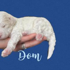 Aussiedoodle and Goldendoodle Puppies from Doodles of Paradise