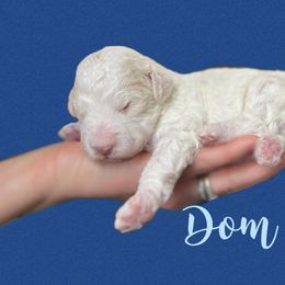 Aussiedoodle and Goldendoodle Puppies from Doodles of Paradise