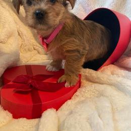 Morkie and Shorkie Puppies from Massachusetts Morkies