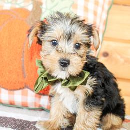 Dane - Black and tan male Yorkshire Terrier puppy in Hugo, Oklahoma from Ann R.