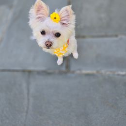 Maltese, Morkie, and Yorkshire Terrier All Grown Up from Mountain Top Hot Tailz