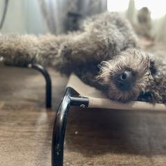 Kimber Lou - Saint Berdoodle