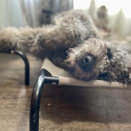Kimber Lou - Saint Berdoodle