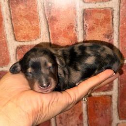 Black cream dapple - Dapple male Dachshund puppy in North Auburn, California from Northern Doxie
